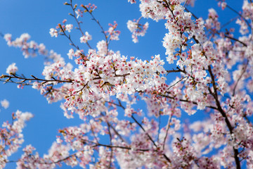 早咲きの暖流桜	
