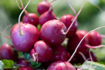 Close up photo of bunch of red radish.