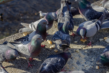 Gruppo di piccioni mentre mangiano mangime per uccelli sul bordo del lago di Como