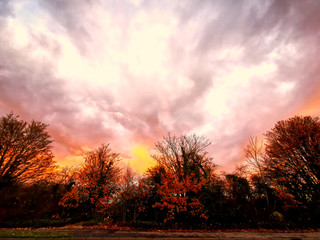 Obraz na płótnie Canvas A park in Autumn in a morning with a pink sky