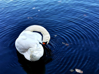 A white swan preening in the pond