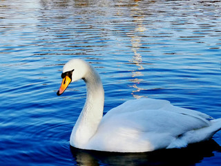 A white swan in the pond