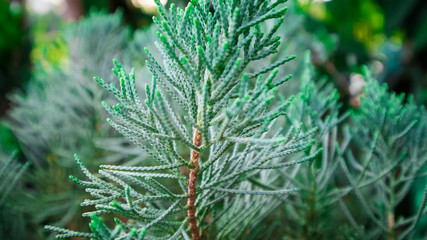 Thuja evergreen tree leaves. Thuja branches close up. Green nature background or Wallpaper Texture