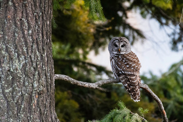 Barred Owl