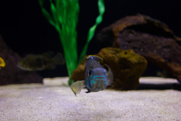 Big and small colorful fish in aquarium with crystal clear water with rocks and beautiful decoration