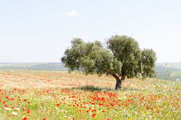 Fototapeta na wymiar olive tree in poppy field of red flowers