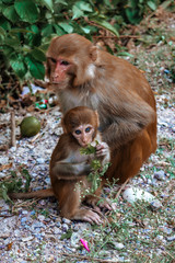 Little monkey eats next to mom