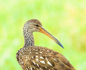 Limpkin