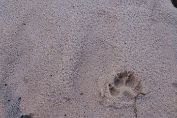 Printed in the sand