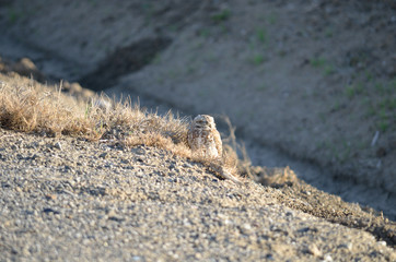 Sleepy Western burrowing owl on urban roadside