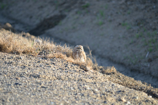 Western Burrowing Owl On Urban Roadside