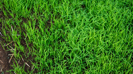 The process of rice seedlings, entering the rainy season. It's time to grow crops