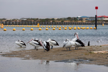 A flock of pelicans sitting on the side of a large estuary near the mouth of the River Murray in Goolwa