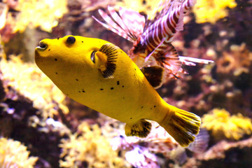 Yellow ball puffer fish on the reef background