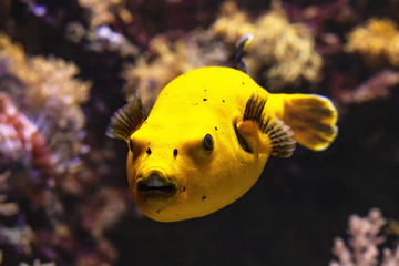 Yellow ball puffer fish on the reef background