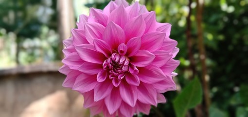 Obraz premium pink flower in the garden