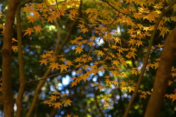 Autumn color