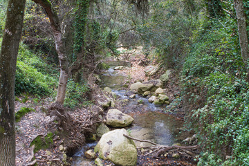 Fototapeta premium stream river in forest with stone and trunks and grass