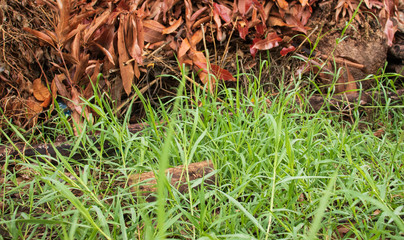 Green grass, logs and dry leaves, beautiful and fresh nature in summer or spring