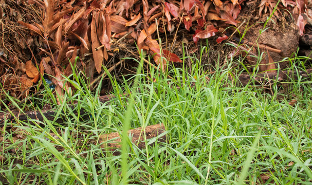Green grass, logs and dry leaves, beautiful and fresh nature in summer or spring