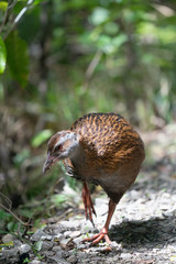 Close up of a Weka bird in New Zealand