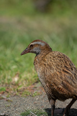 Close up of a Weka bird in New Zealand