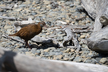 A Weka bird in New Zealand walking along a stoney beach with its chicks