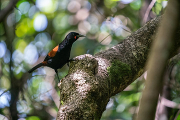 Saddleback bird in a forest in New Zealand 