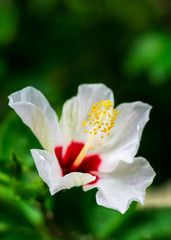 Close up picture of white flower name hibiscus