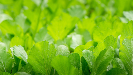 Abstract green vegetable garden close up nature background
