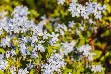 Small blue blooms of the Flax flower along the Nile River near Giza