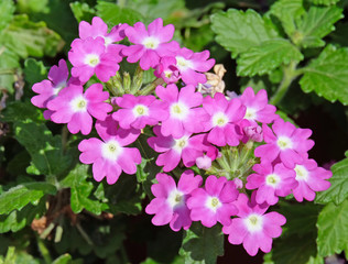 Verbena blooms garden perennial plant (lat. Verbena)