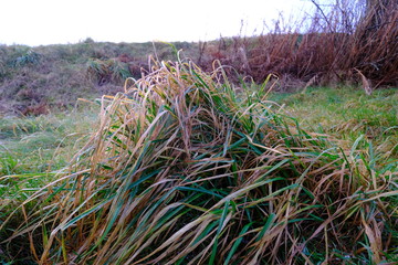 Winter grass fields behind my house  in Norway.