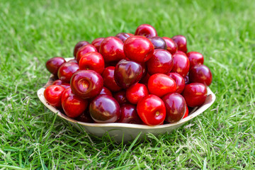 White bowl filled with ripe red cherries freshly picked from the cherry tree. Green grass background.