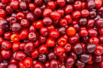 Pile of ripe cherries with stalks and leaves. Large collection of fresh red cherries. Ripe cherries background.