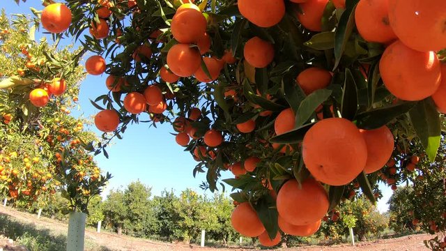 Oranges hanging on branches fruit orchard. Close up of ripe and juicy oranges oe tangerines in fruit plantation. Oranges branch in a fruit garden. Tangerines fruit tree background