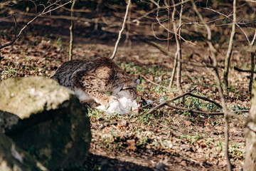 Lynx eating. Lynx with prey in the mouth. Lynx caught prey and eats