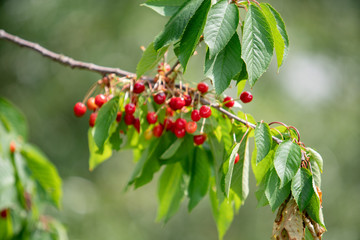 Ripe berries cherries and not until the end of dospevshie berries on the branch. Close-up view of the berries.