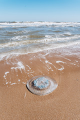 Jellyfish washed up on the beach. Jellyfish on a sandy beach near the sea.