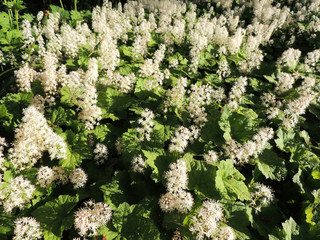 Coolwort or foam flower, Tiarella cordifolia,  during flowering