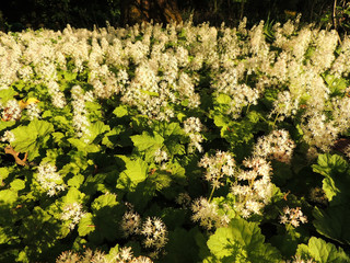 Coolwort or foam flower, Tiarella cordifolia,  during flowering