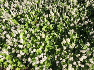 Coolwort or foam flower, Tiarella cordifolia,  during flowering
