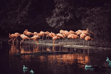Gardinen Flamingo steht im Wasser mit Reflexion © EwaStudio