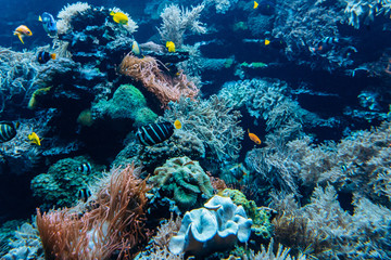 Naklejka na ściany i meble Colorful underwater offshore rocky reef with coral and sponges and small tropical fish swimming by in a blue ocean