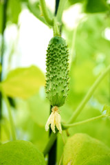 Young fresh organic cucumber growing in garden