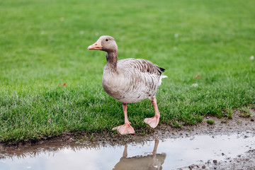 Wild geese on a walk in the park. Gray geese.