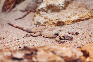 Lizard in the Park basking in the sun