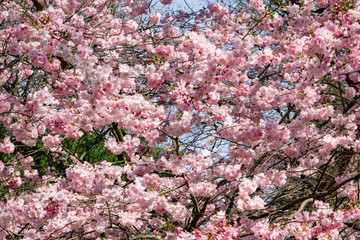Magnolia branches in the garden near the house. Flowering Magnolia tree