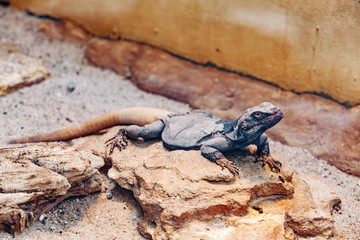 Lizard in the desert basking in the sun