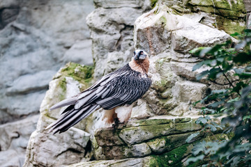 Vulture bearded sitting in the steppe on the rocks